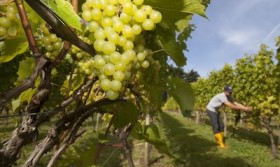 cornish wine