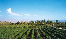 lebanese wine